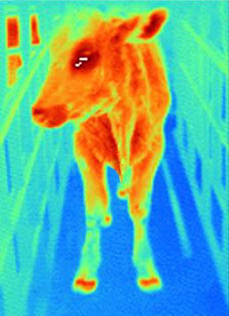 Foot-and-mouth-disease cow,thermogram