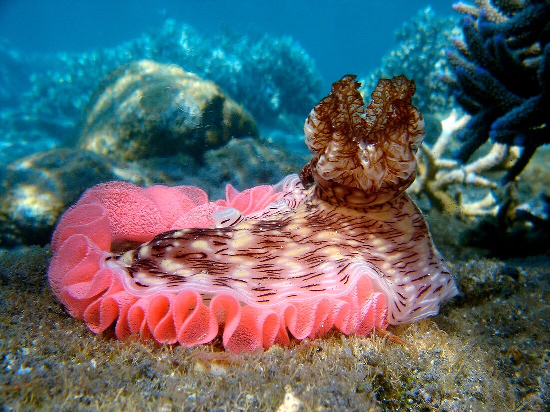 Sea slug laying an egg ribbon