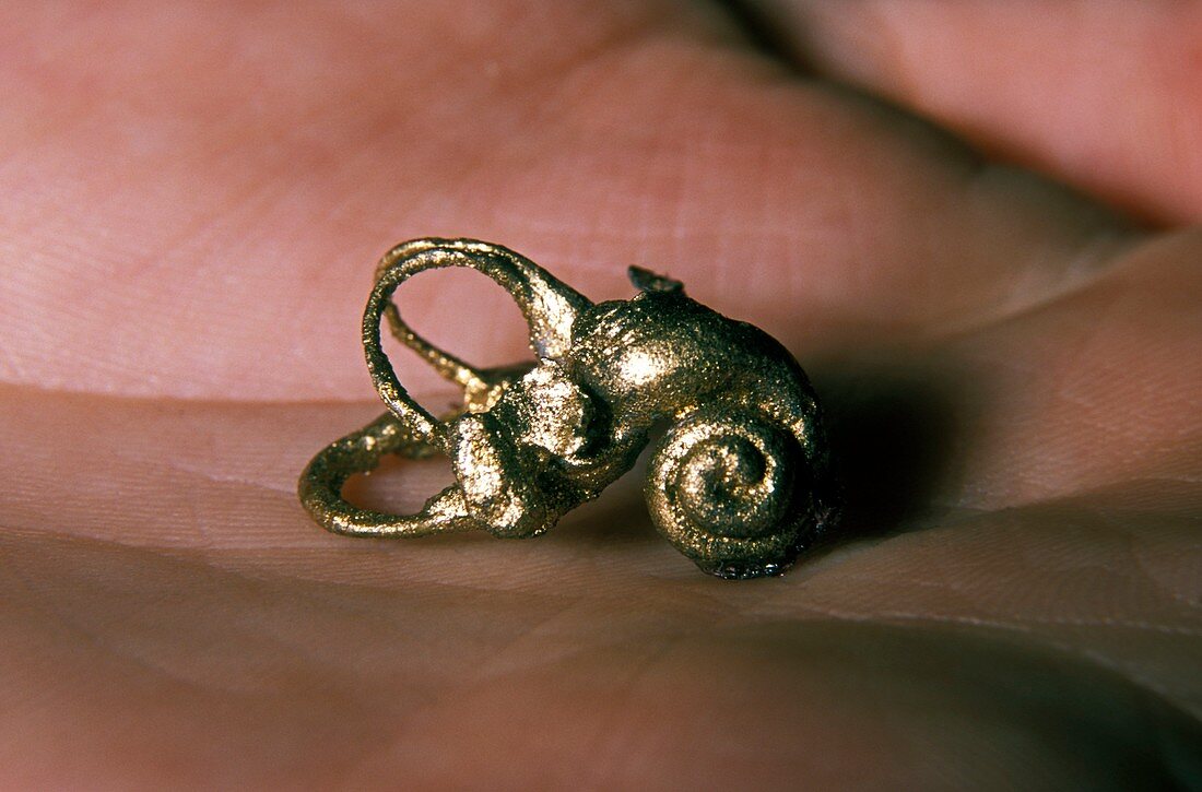 19th century model of a horse's inner ear