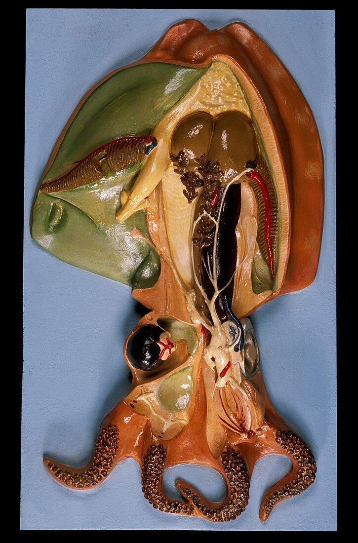 Anatomical model of a cuttlefish