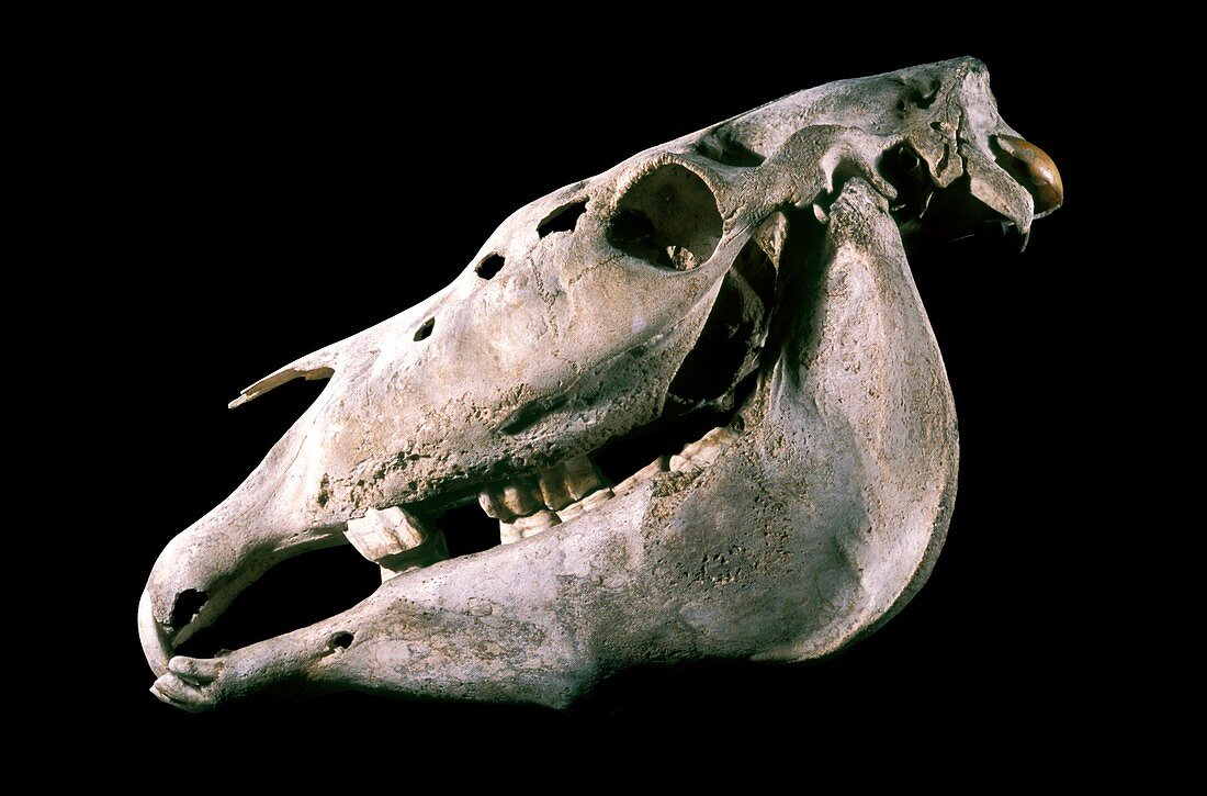 Skull of a horse with myelofibrosis