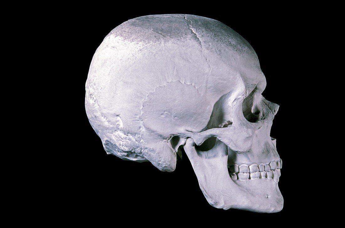 19th century model of a human skull