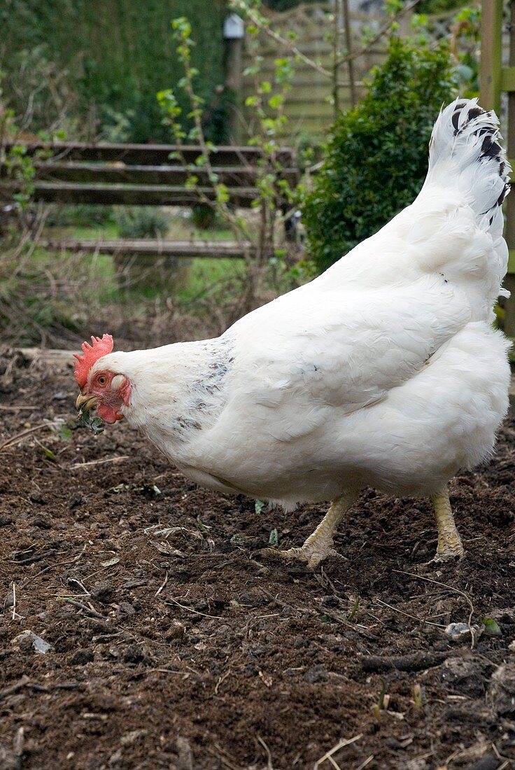 Light Sussex chicken