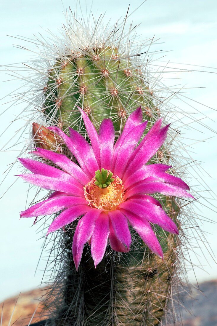 Echinocereus longisetus