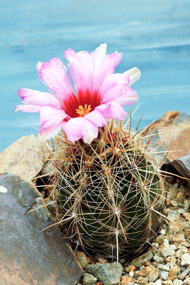 Thelocactus bicolor