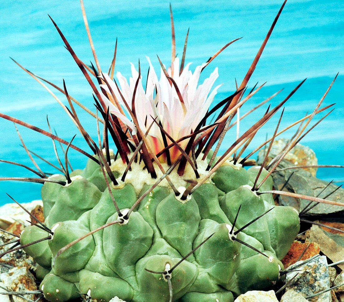 Thelocactus rinconensis