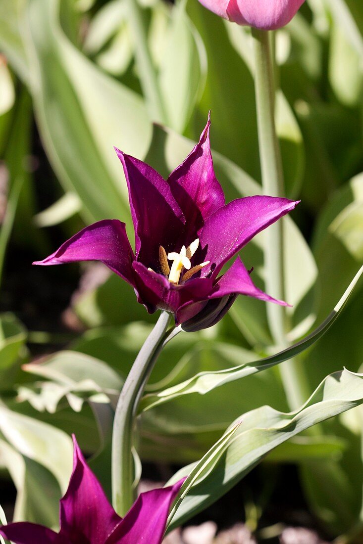 Tulip (Tulipa gesneriana 'Burgundy')