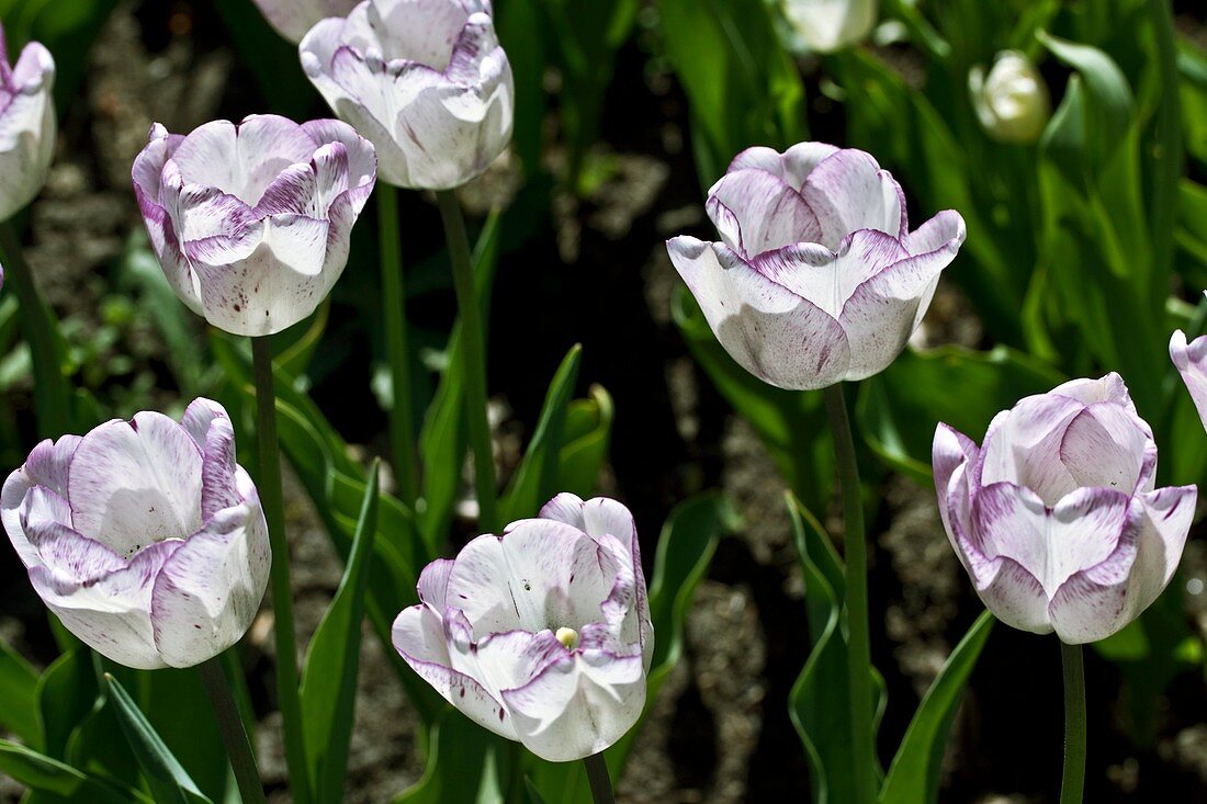 Tulips (Tulipa gesneriana 'Shily')