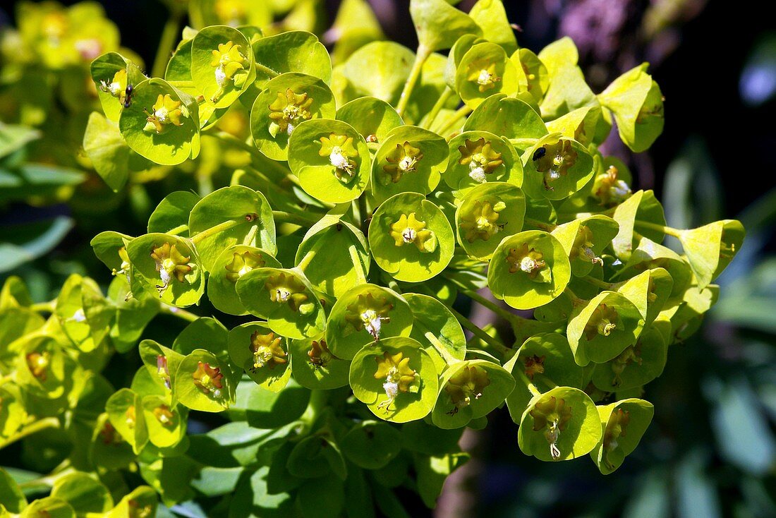 Spurge (Euphorbia)