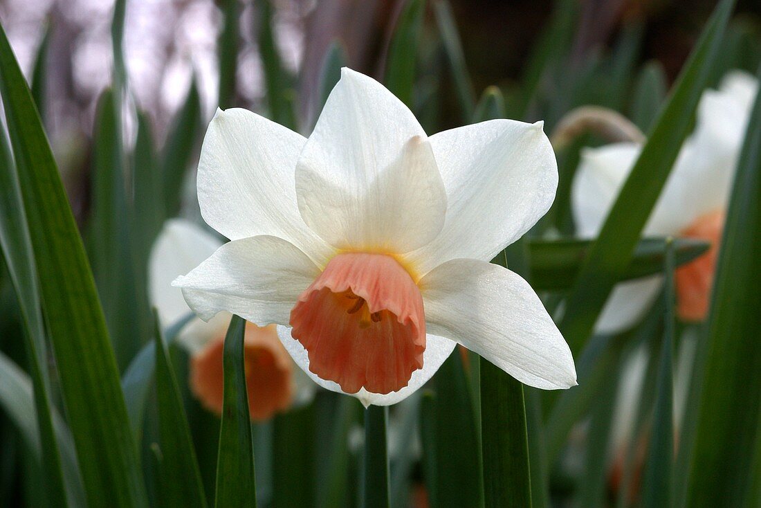 Daffodil (Narcissus 'Foundling')
