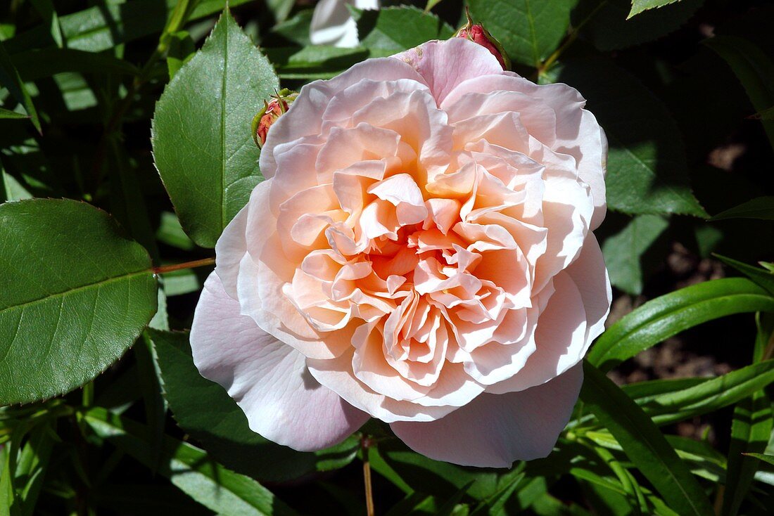 Rose (Rosa Mary Magdalene 'Ausjolly')