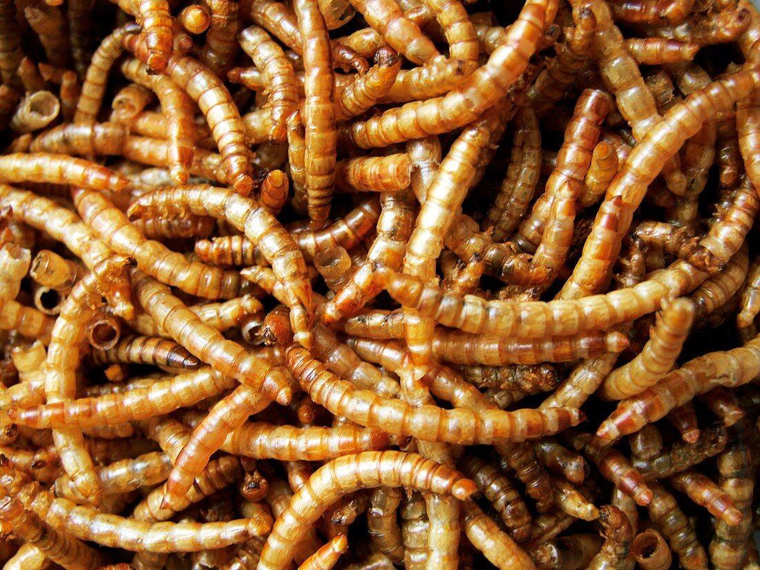 Dried Mealworm larva (Tenebrio molitor)