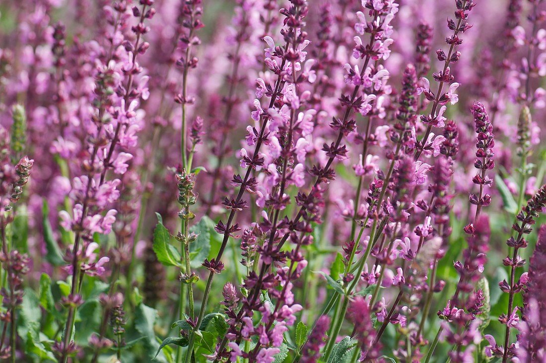 Sage (Salvia nemorosa 'Rose Queen')