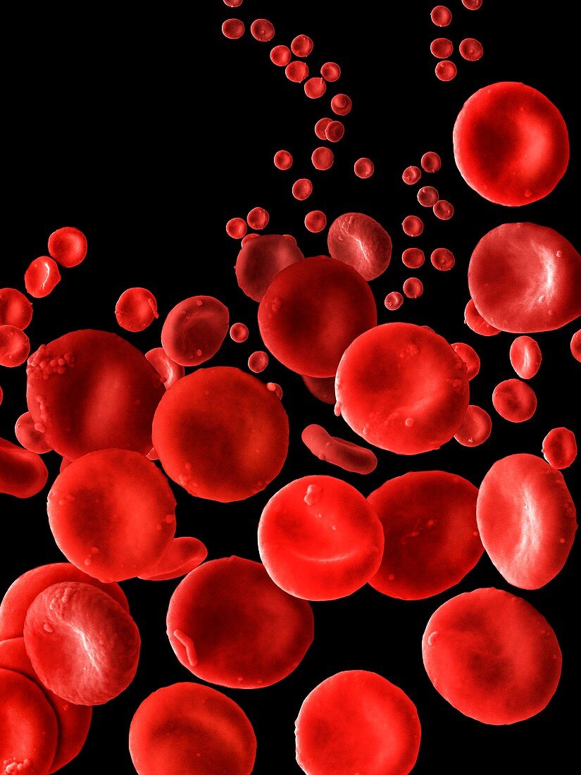 Human Red Blood Cells,SEM