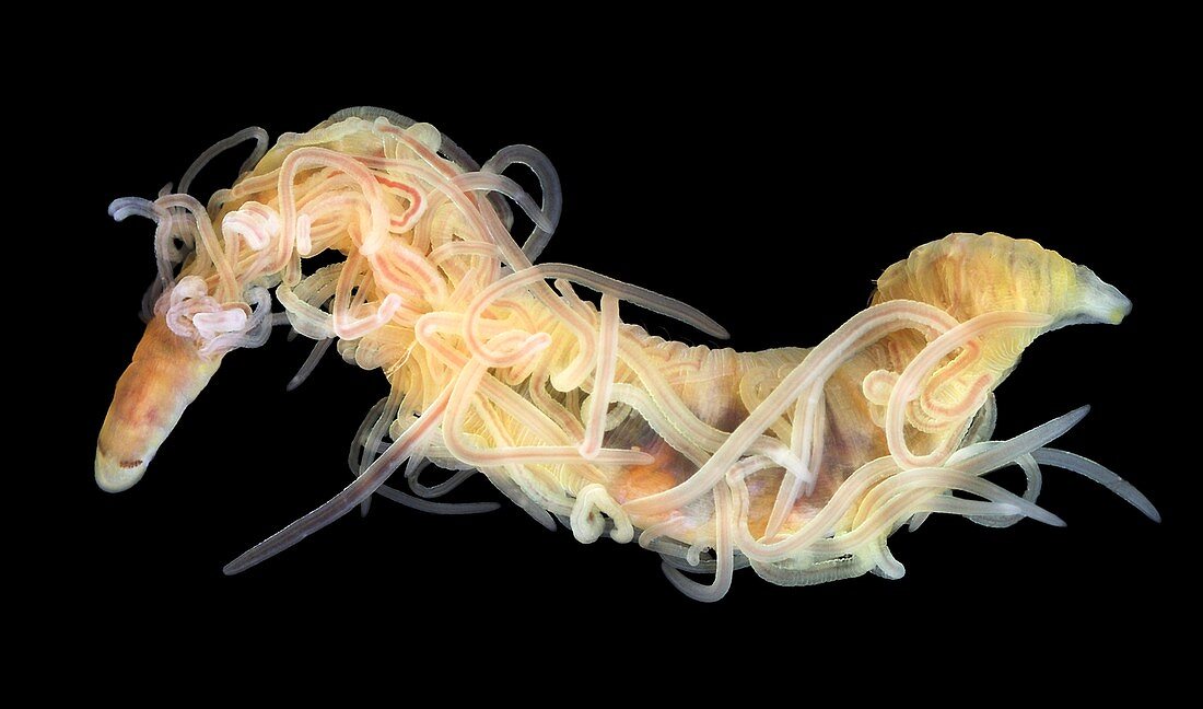 Spaghetti worm