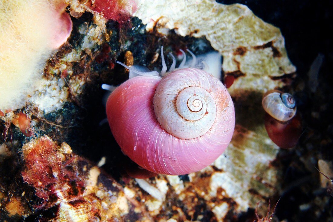 Marine snail