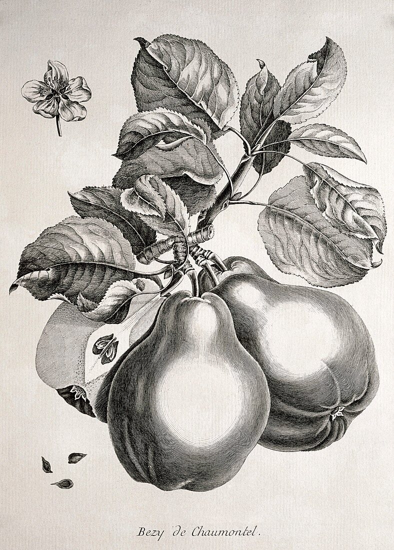 Pears,historical artwork