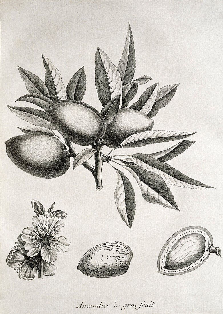 Almonds,historical artwork