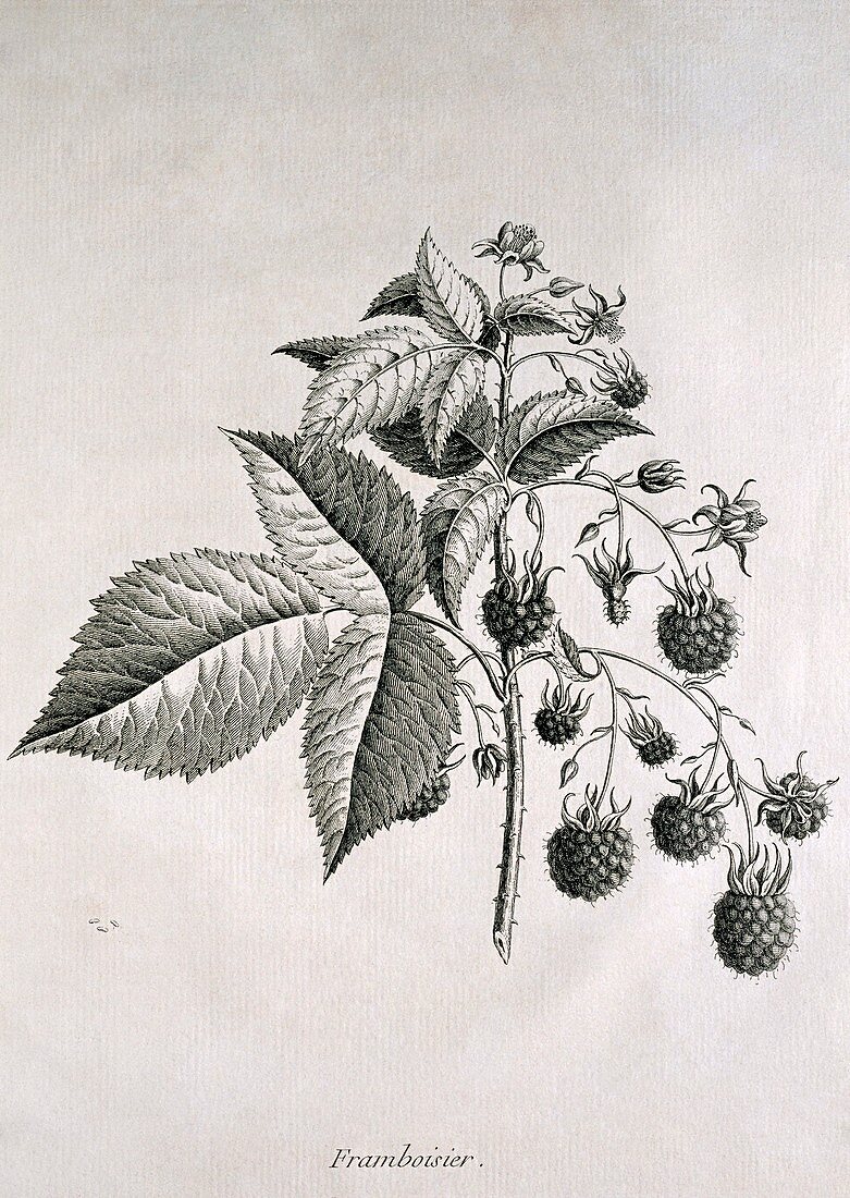 Raspberries,historical artwork