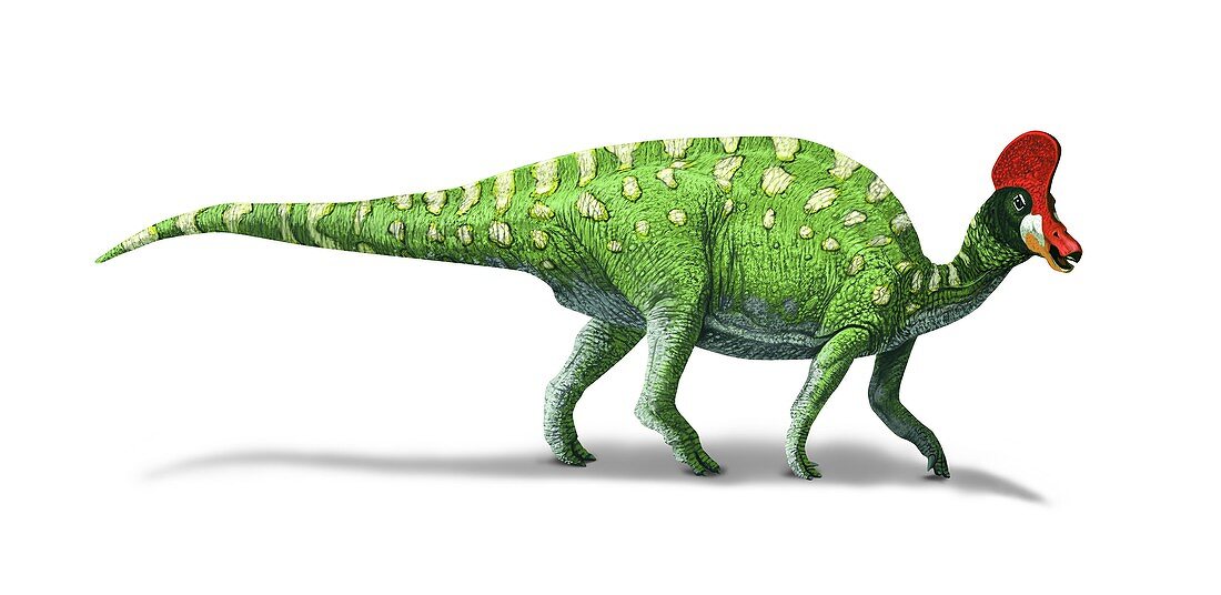 Corythosaurus,artwork