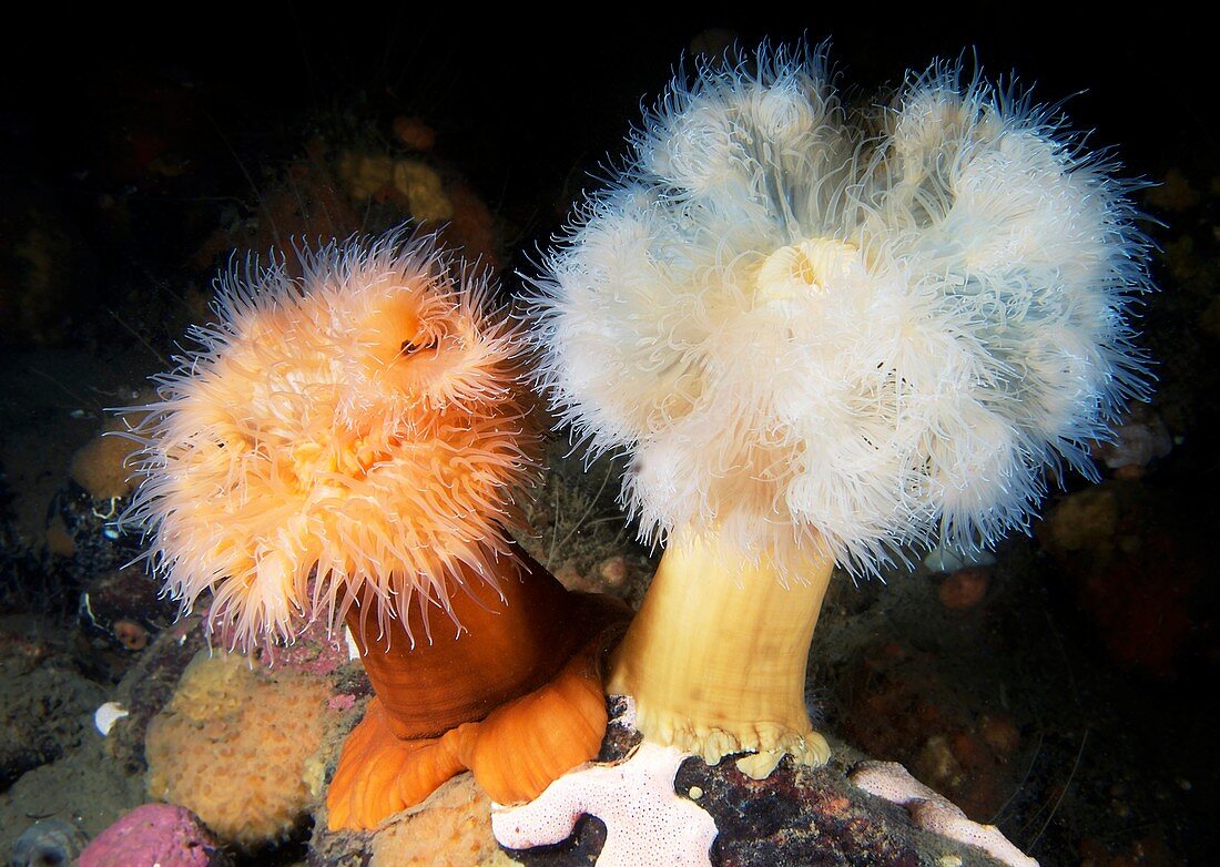 Plumose sea anemones