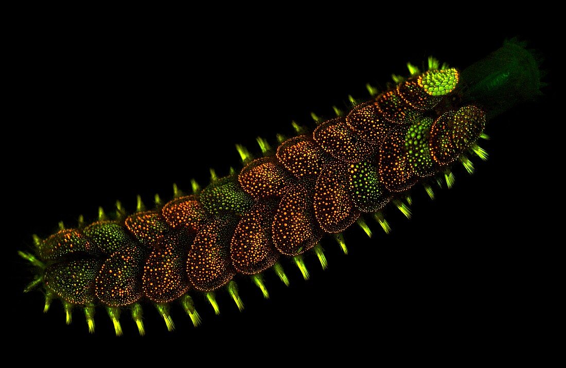 Marine worm fluorescing