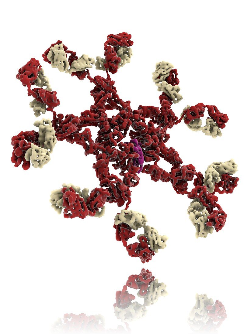 Immunoglobulin pentamer,molecular model