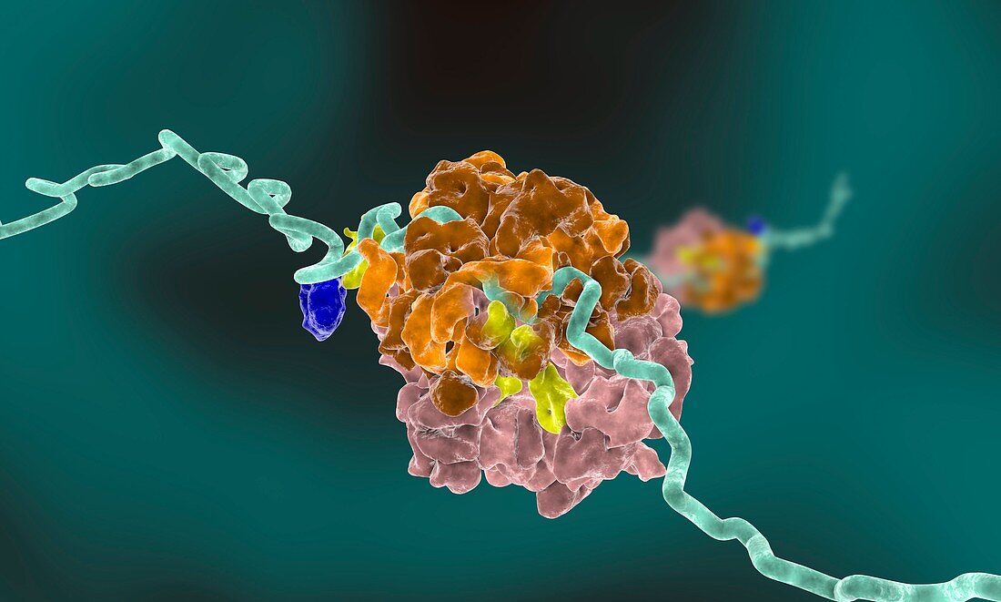 Ribosome protein production,artwork
