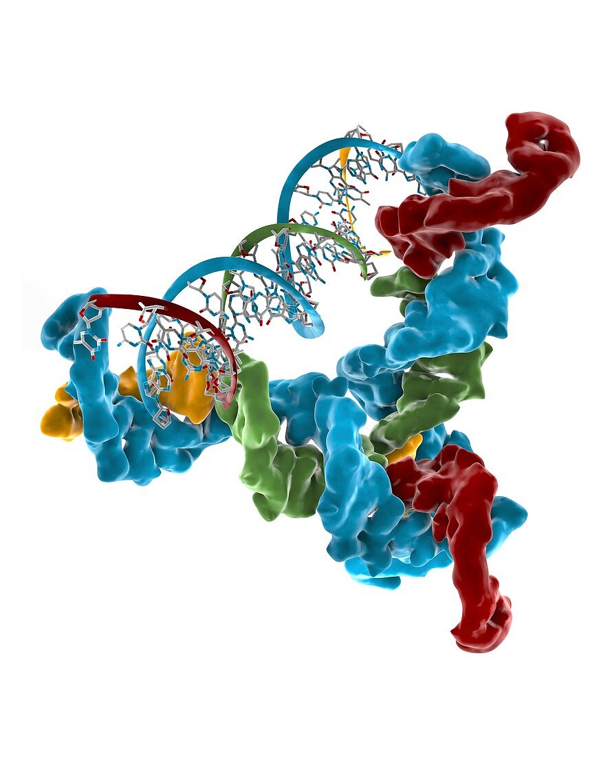 Nanoscale DNA brick,molecular model