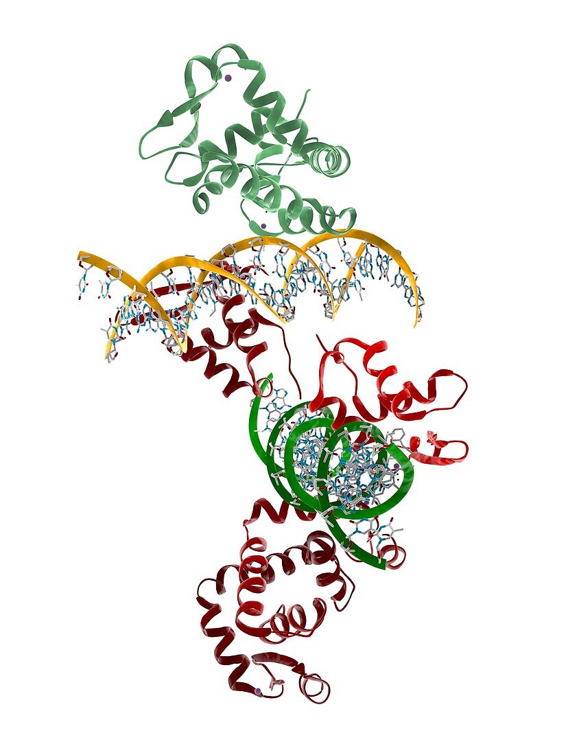 Transcription factor-DNA,molecular model