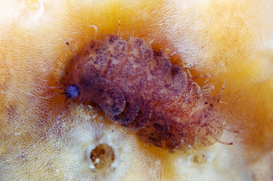Polychaete marine worm on a sponge