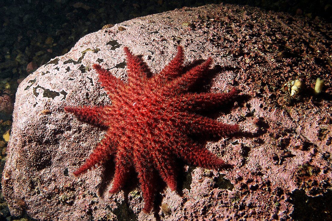 Spiny sunstar