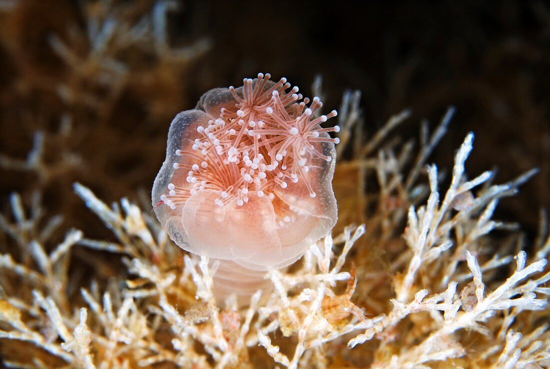 Stalked jellyfish eating a shrimp