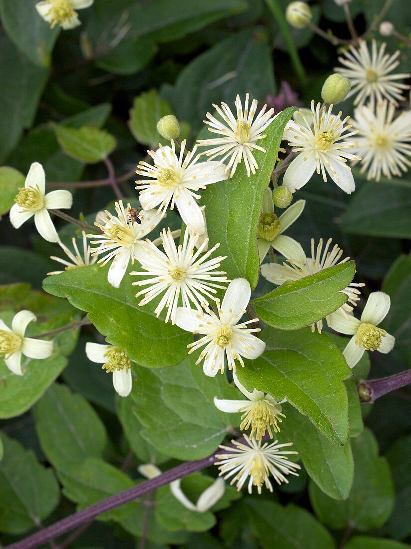 Traveller's-joy (Clematis vitalba)