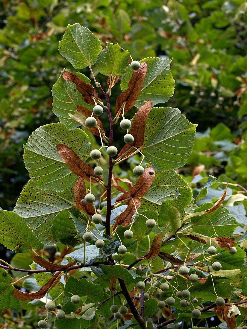 Lime (Tilia cordata)