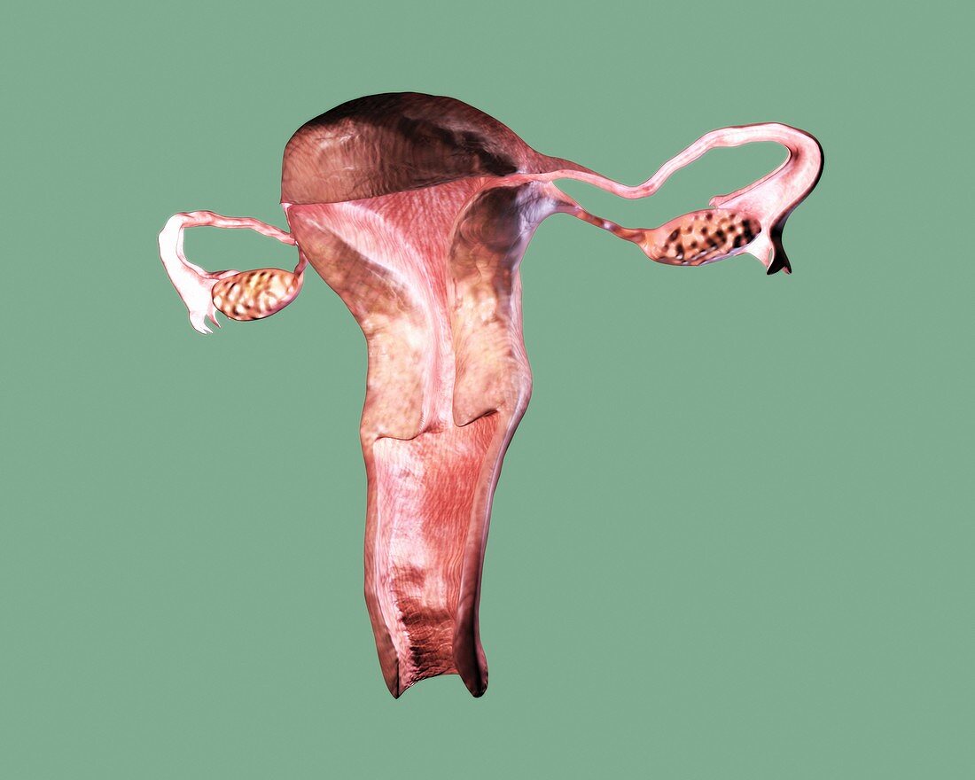 Female reproductive system,artwork