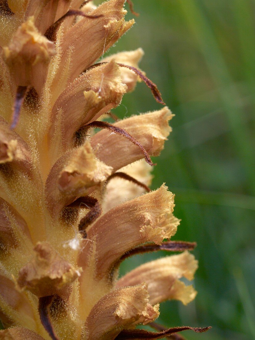 Knapweed Broomrape (Orobanche elatior)