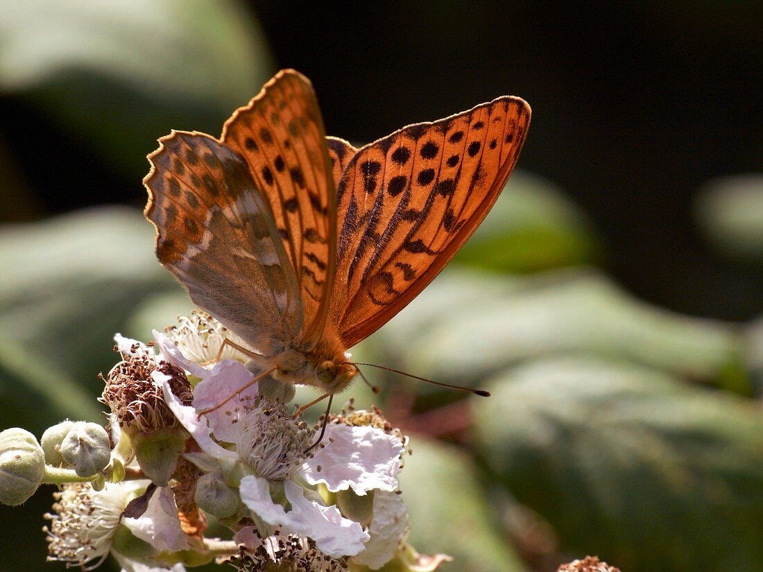 Male Silver-washed Fritillary Butterfly