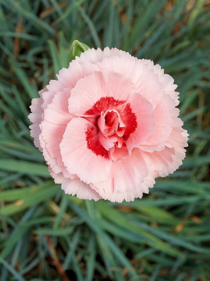 Garden pinks (Dianthus 'Doris')