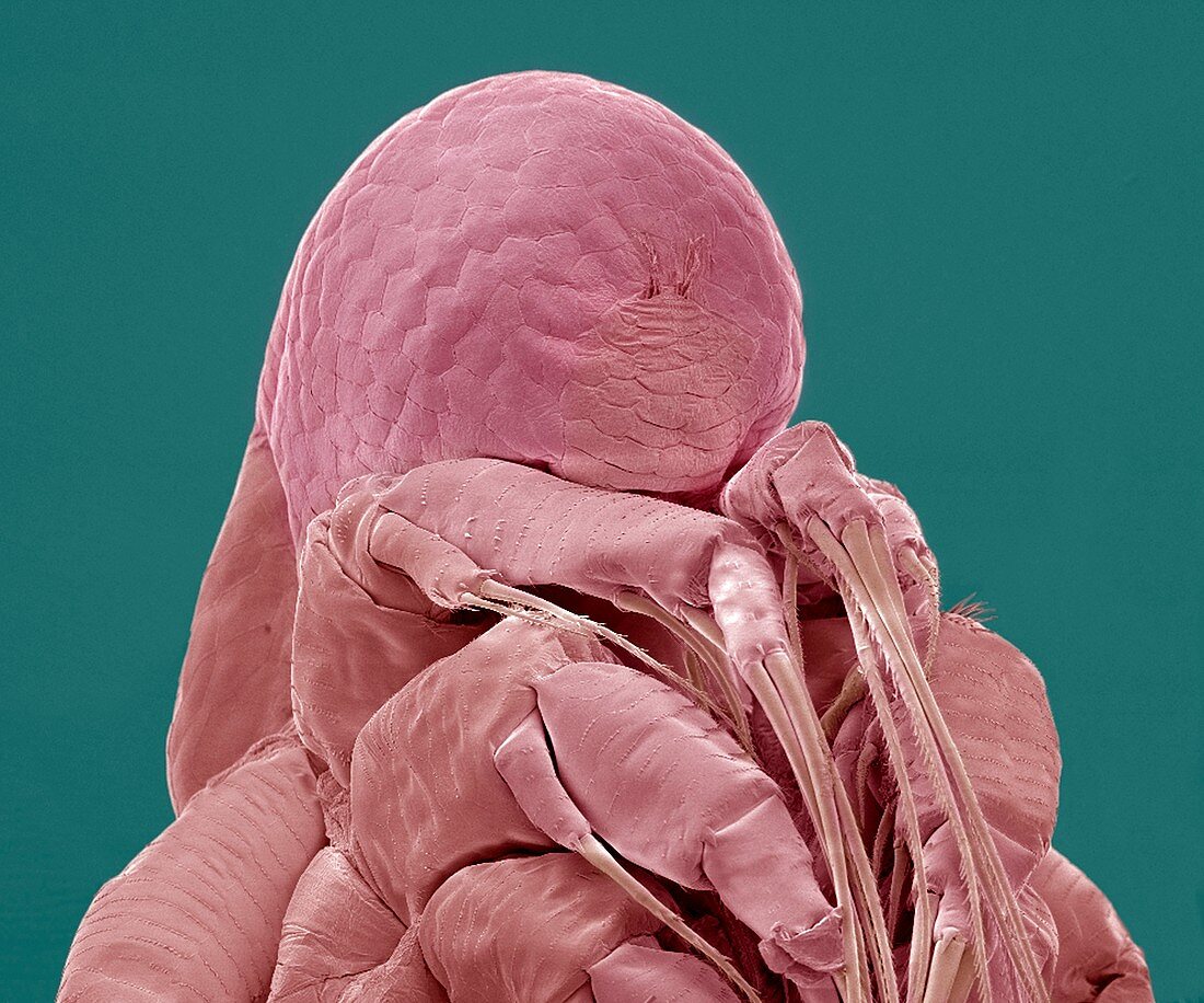 Water flea,SEM