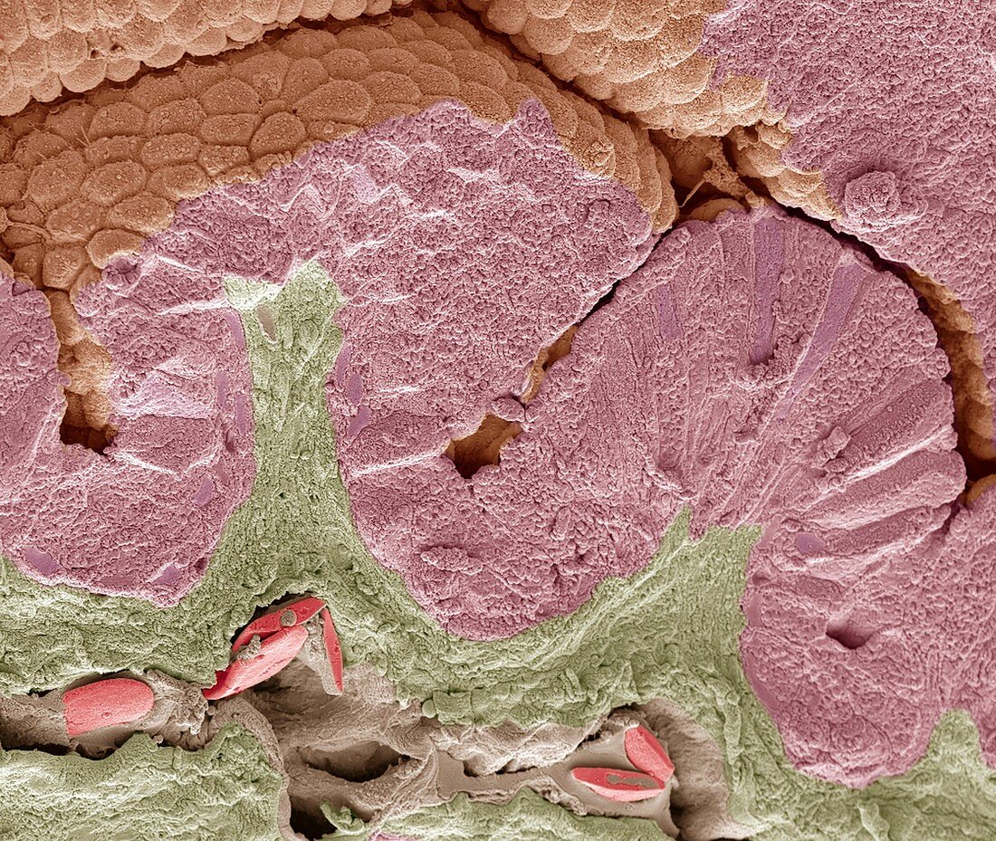 Snake intestine,SEM