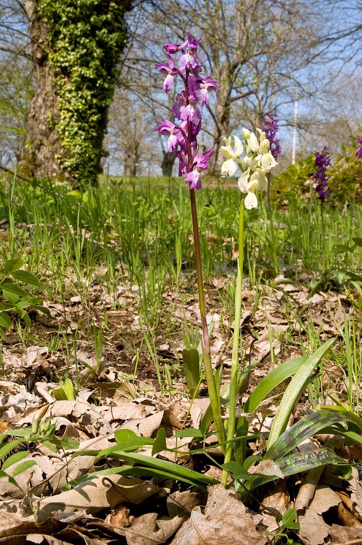 Provence Orchid (Orchis provincialis)