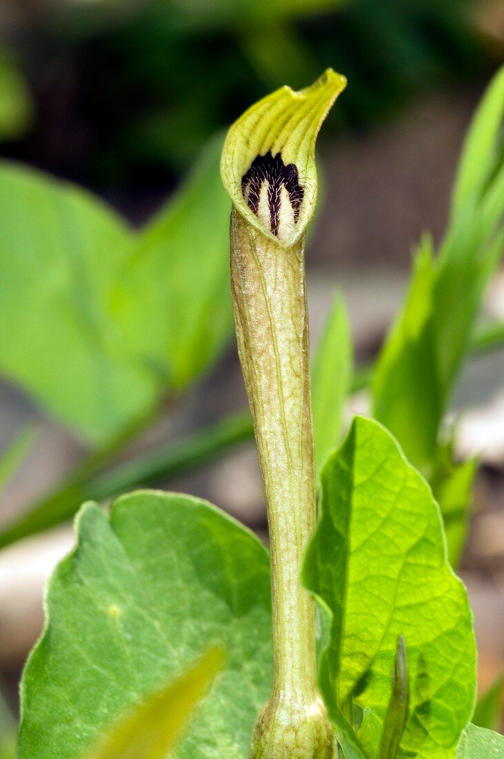 Pale Birthwort (Aristolochia pallida)