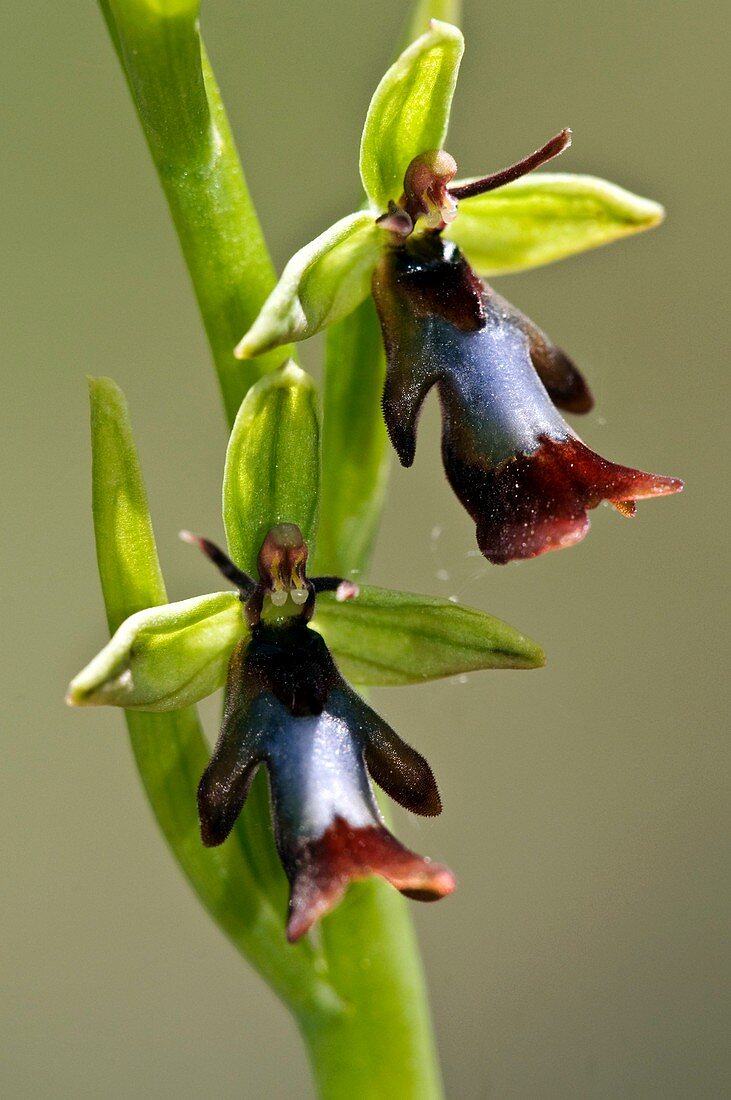 Fly Orchid (Ophrys insectifera)