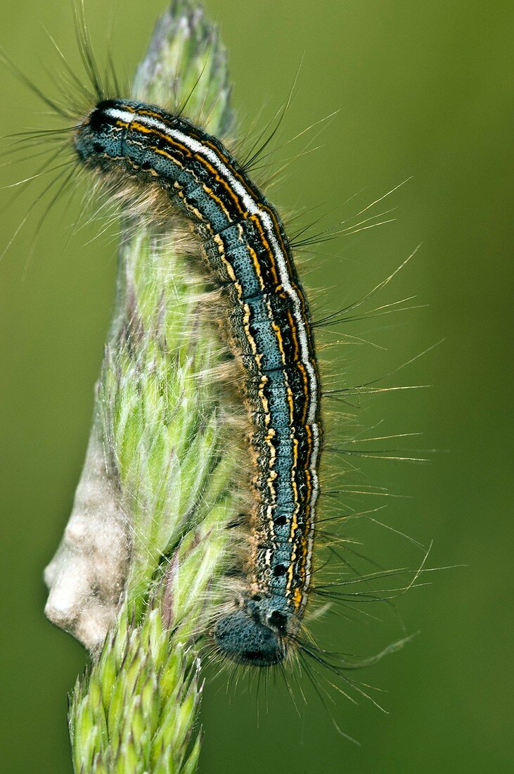 Lackey Moth Caterpillar laying eggs