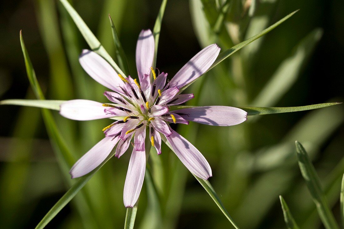 Salsify (Tragopogon hybridum)