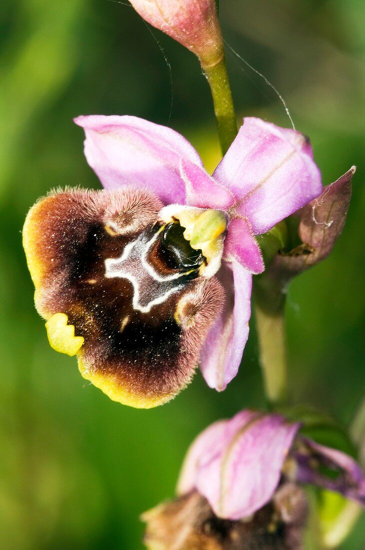 Late Spider Orchid (Ophrys fuciflora)