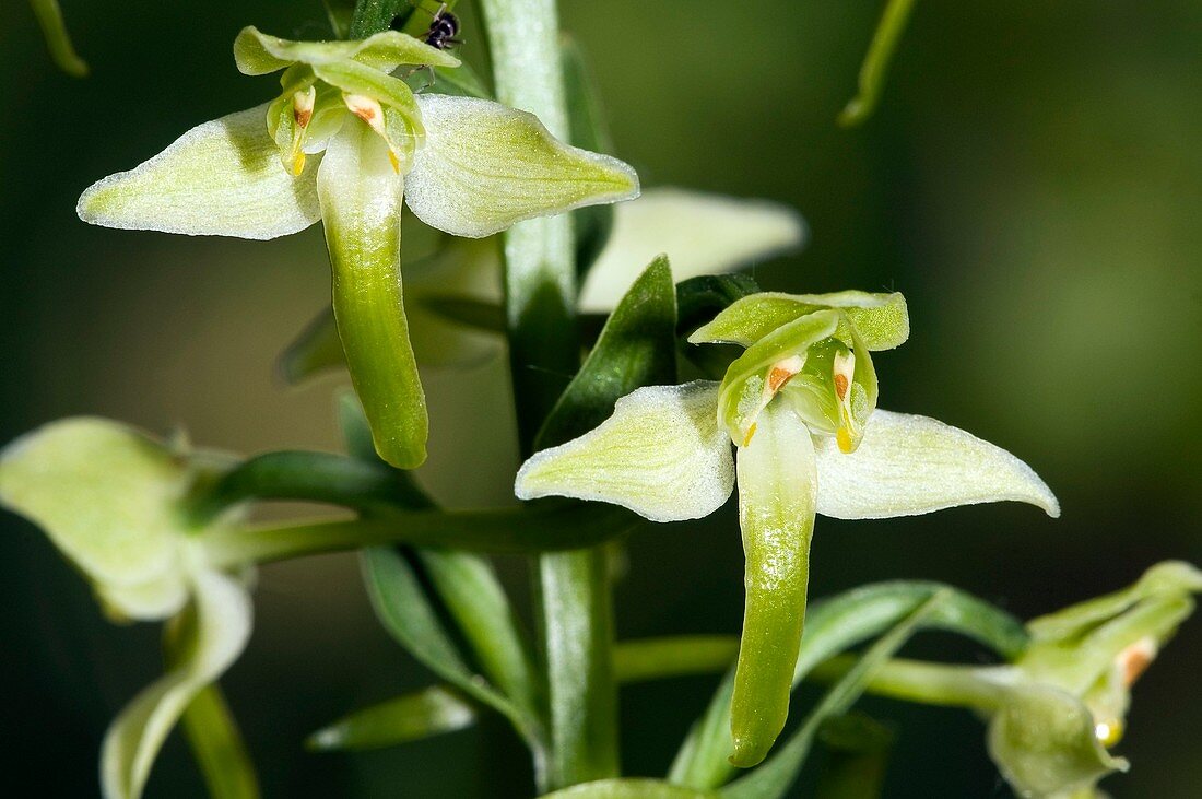 Platanthera chlorantha