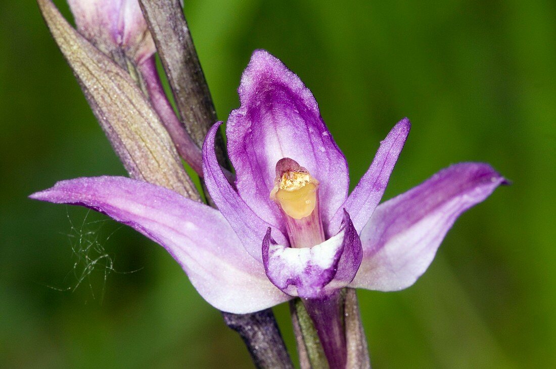 Violet Limodore (Limodorum abortiuvm)