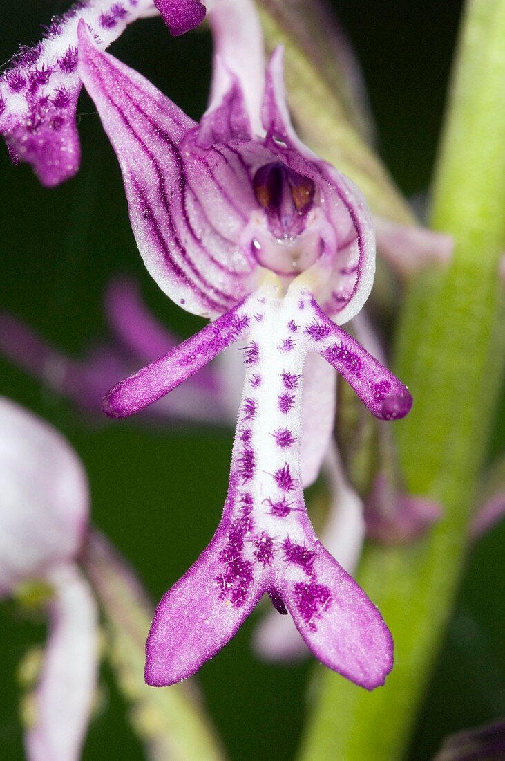 Military Orchid (Orchis militaris)